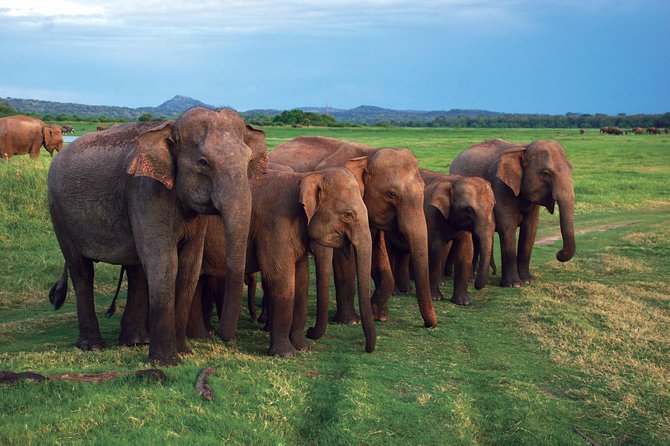 03 Nights in Amazing Sri Lanka - Day three: waterfalls, tea country, and the train to Ella