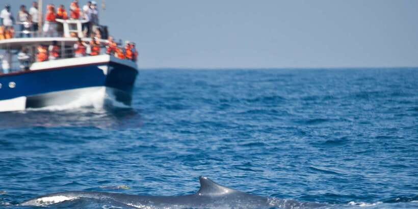 2-Day Whale Watching & Southern Sri Lanka Tour - The Bentota River safari through mangroves