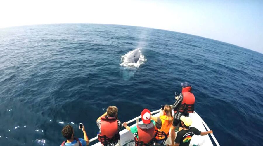 2-Day Whale Watching & Southern Sri Lanka Tour - Reaching Mirissa for the night