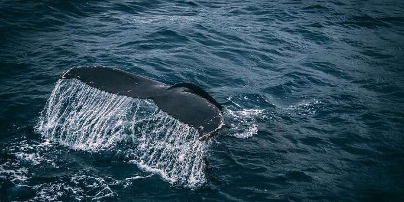 2-Day Whale Watching & Southern Sri Lanka Tour - What the $292 price really covers