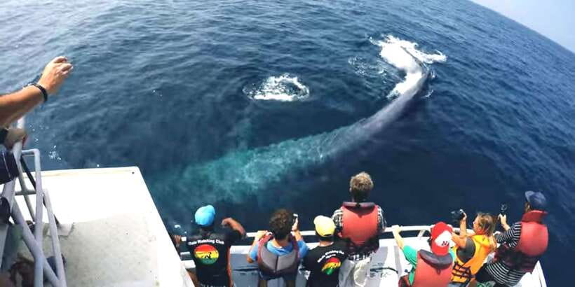 2-Day Whale Watching & Southern Sri Lanka Tour - Day one from Colombo to Bentota