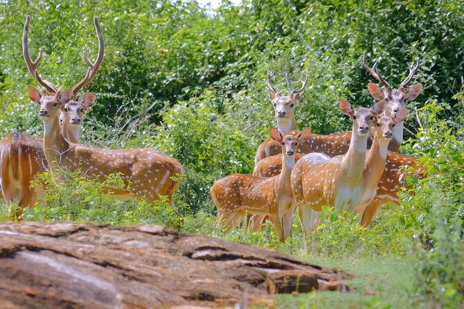 2 Days Tour of Double Safari (Yala & Udawalawe) - All Inclusive - Who will enjoy this trip most