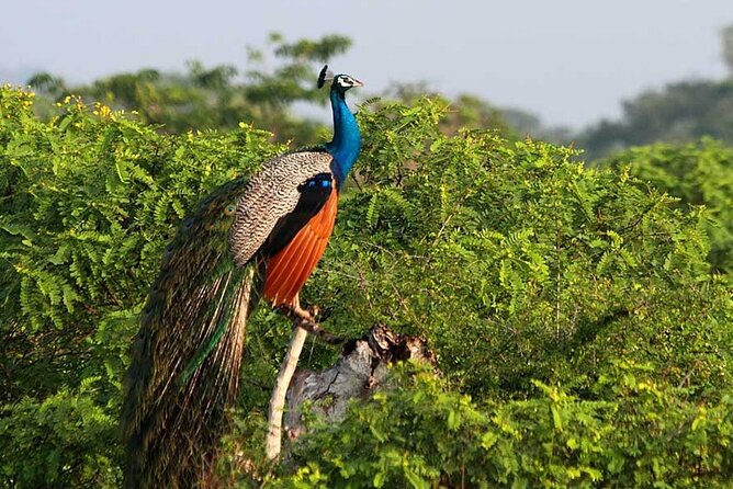 2 Days Tour of Double Safari (Yala & Udawalawe) - All Inclusive - Day one: reaching Yala for the evening drive