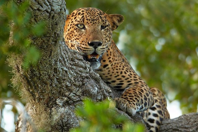 2 Nights All Inclusive Treehouse Safari in Yala with transfers - Key points to know before booking