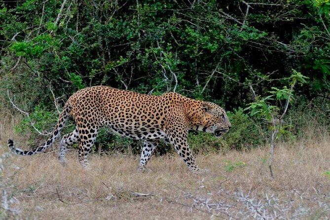 3 Days Private Tour of Yala Safari/ Ella/ Kandy - All Inclusive - Why this three-day route works