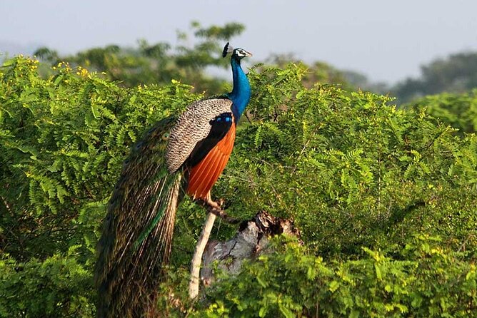 3 Days Private Tour of Yala Safari/ Ella/ Kandy - All Inclusive - What the $495 price really covers