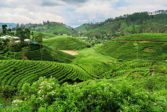 3 Days Tour to Kandy, Nuwara Eliya & Sigiriya - Day three: Sigiriya, village life, and Dambulla