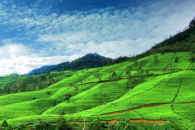 3 Days Tour to Kandy Nuwara Eliya & Sigiriya from Colombo - FAQ
