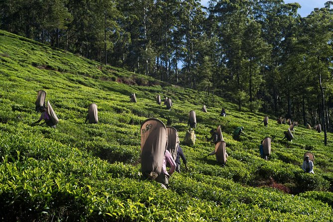 6-Day Sri Lanka Heritage Private Tour - What the $420 includes, and what it does not