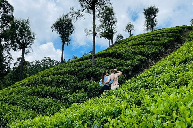 6Days Hill country Private Tour in Sri Lanka - Day 4: Nine Arch Bridge and optional walks in Ella