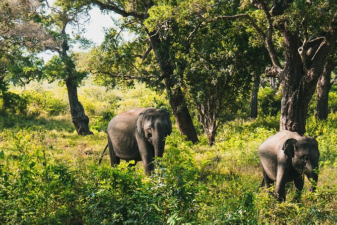 8 Days Sri Lanka Private Round Tour - Day 5: Ella’s bridge, hills, and waterfall