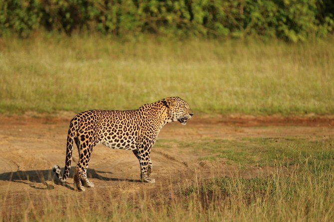 8 Days tour in Sri Lanka with privet driver and accommodations - Day 3: Botanical gardens and Sri Lanka’s tea country