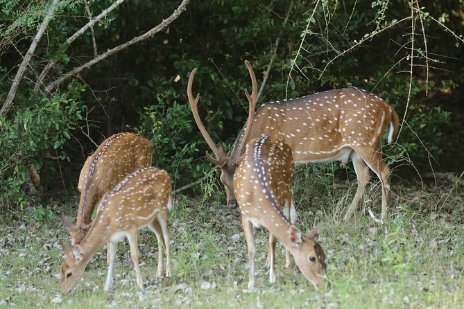8 Days tour in Sri Lanka with privet driver and accommodations - Day 6: The road to Mirissa and a slower evening