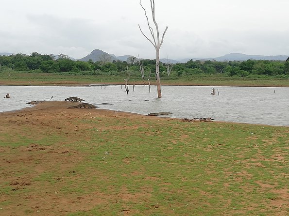 A Udawalawa Park safari, Tour from Colombo/Galle- (All inclusive) - A private safari rather than a shared outing