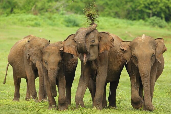 All Inclusive 5-Days Highlights of Sri Lanka - Key points to know before booking