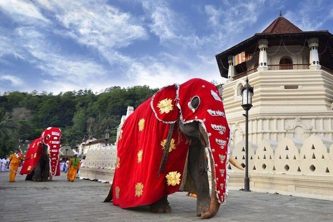 All Inclusive Kandy Private Day Tour From Colombo and Negombo - Tea at Damro Labookellie