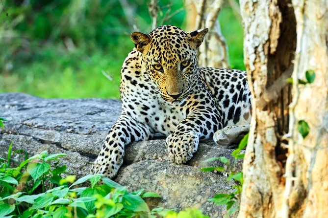 All Inclusive Leopard Nest Treehouse Safari in Yala - The 7:30 am transfer from Colombo