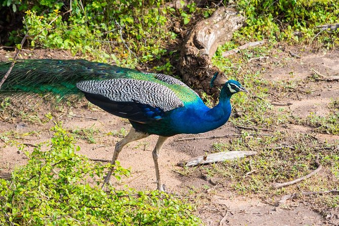 All Inclusive Leopard Nest Treehouse Safari in Yala - What the $200 package really covers