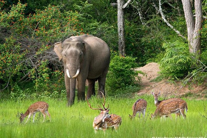 All inclusive Private jeep safari at Yala National park - Four hours among Yala’s wild animals