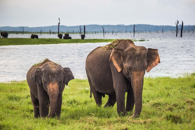 All inclusive Private safari at Wilpattu National park from Negombo - Why Wilpattu Makes This Long Day Worthwhile
