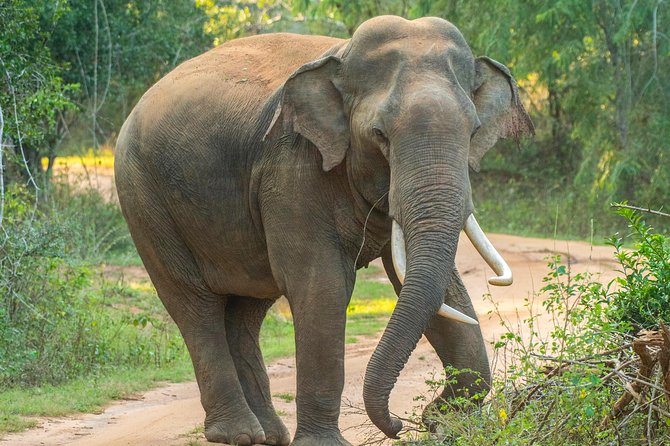 All Inclusive Udawalawa National Park Day Tour From Negombo - Rice and curry gives the day a local pause