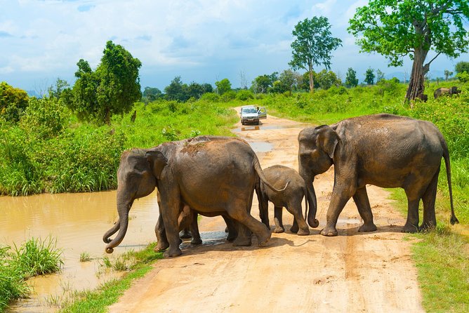 All Inclusive Udawalawa National Park Day Tour From Negombo - What private really means here