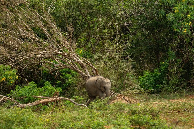 All Inclusive Udawalawa National Park Day Tour From Negombo - Is $275 per person fair value?