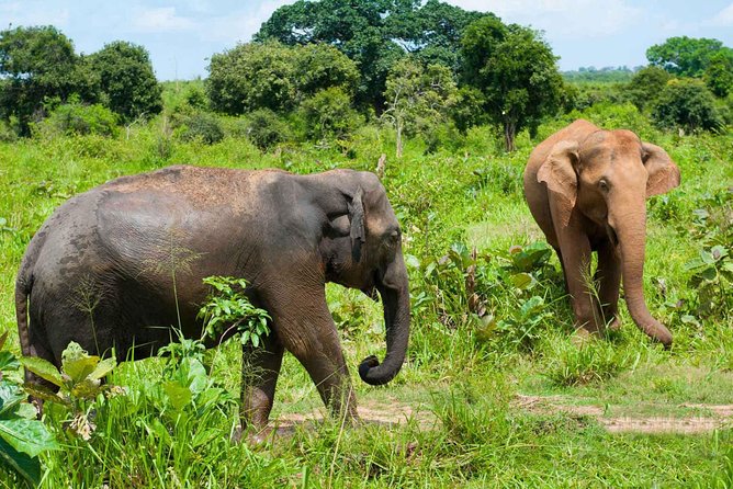 All Inclusive Udawalawa National Park Day Tour From Negombo - The 12-hour rhythm and the main drawback