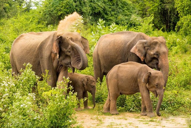 All Inclusive Udawalawa National Park Day Tour From Negombo - Reaching the national park by safari jeep