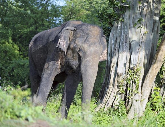 All Inclusive Udawalawe National Park Safari Day Tour from Colombo and Negombo - Key points to know before booking