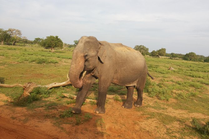 All Inclusive Udawalawe National Park Safari Day Tour from Colombo and Negombo - Why Udawalawe works so well for a day safari