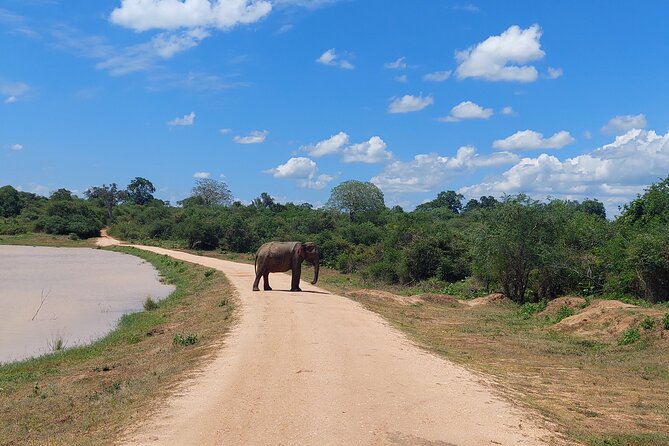All Inclusive Udawalawe National Park Safari Day Tour from Colombo and Negombo - The elephant experience is the main reason to go