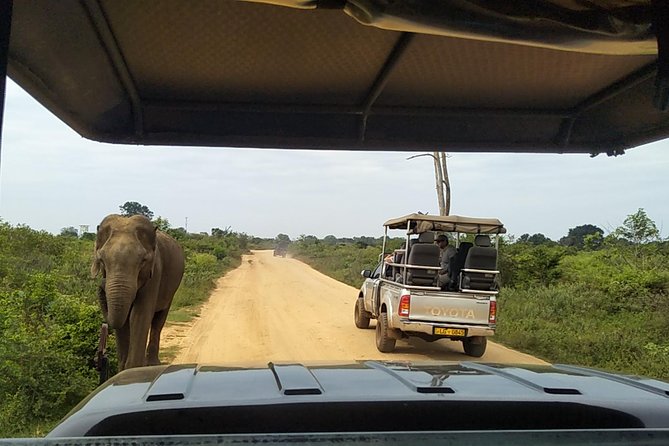 All Inclusive Udawalawe National Park Safari Day Tour from Colombo and Negombo - Who should book this day tour?