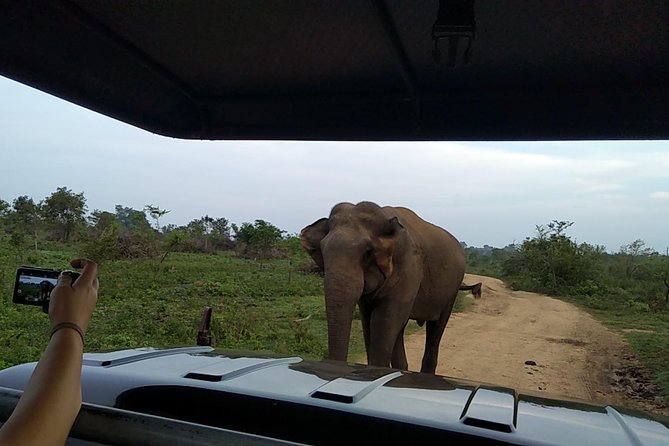 All Inclusive Udawalawe National Park Safari Day Tour from Colombo and Negombo - A long private ride from Colombo or Negombo