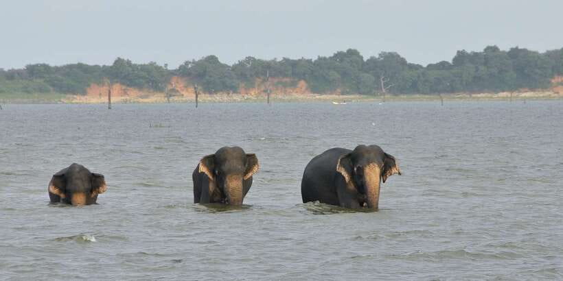 All inclussive Udawalawa National Park Safari From Colombo - Should You Book the Udawalawe Safari?