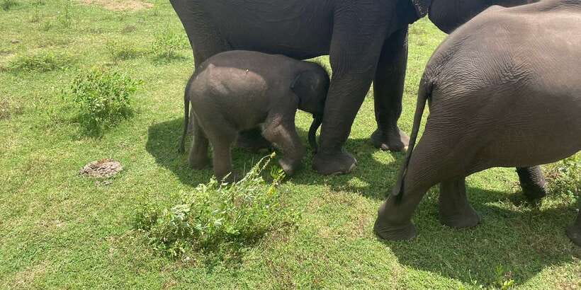 All inclussive Udawalawa National Park Safari From Colombo - The Elephant Transit Home After the Safari