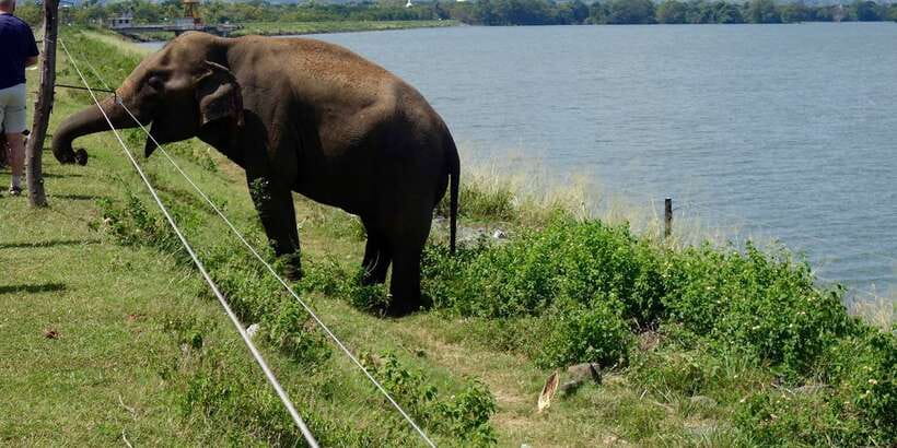 All inclussive Udawalawa National Park Safari From Colombo - Lunch at a Local Hotel, But Bring Extra Money