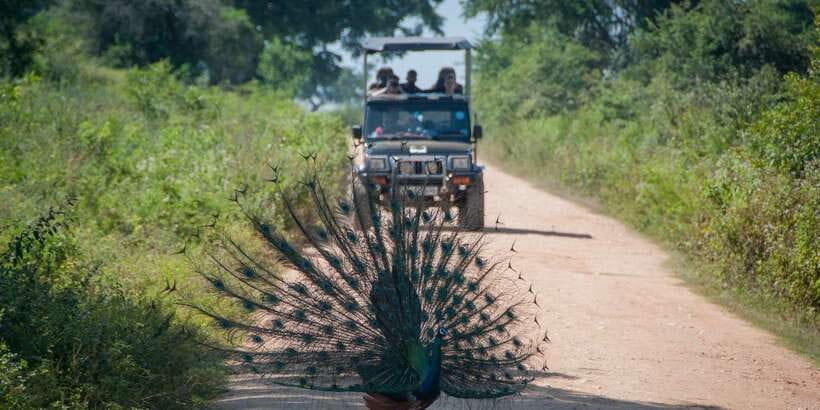 All inclussive Udawalawa National Park Safari From Colombo - What the $225 Price Really Buys You