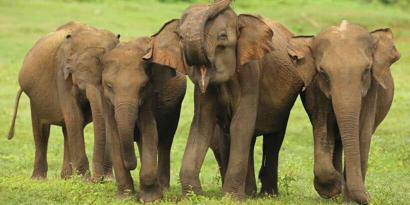 All inclussive Udawalawa National Park Safari From Colombo - The Main Risk: Confirm the Park Before You Go