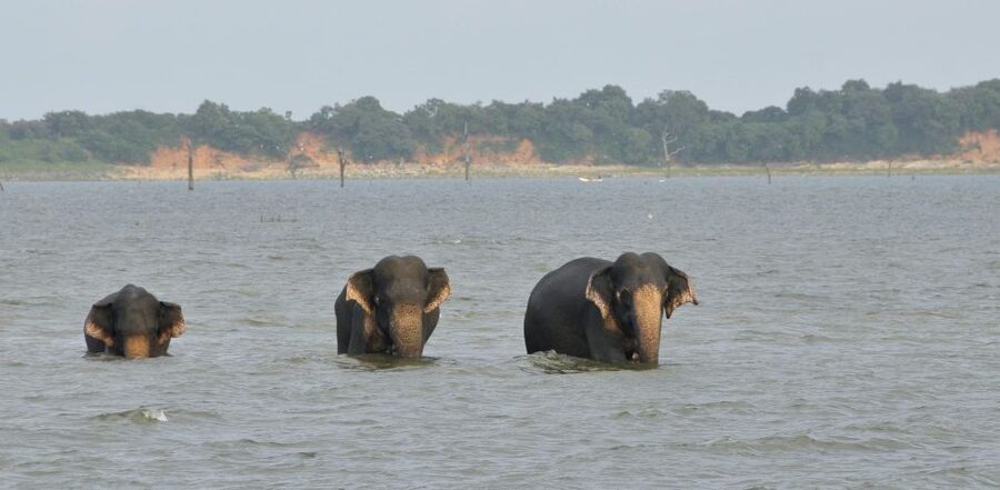 All inclussive Udawalawa National Park Safari From Colombo - Practical Ways to Improve Your Day