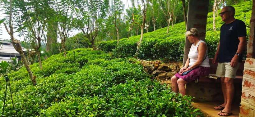 Ceylon Tea Experience from Colombo Port Passenger Terminal - From Colombo Port to Sri Lankan tea country