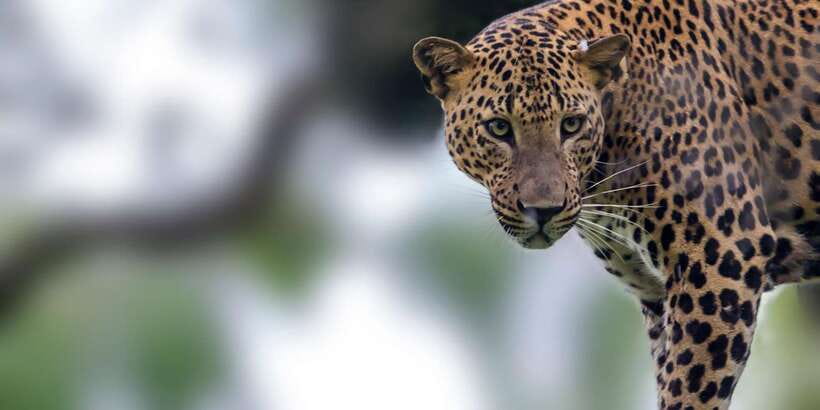 Colombo/Bentota/Kalutara/Ahungalla: Yala Safari Tour - Key points before you book