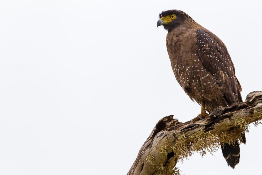 Colombo/Bentota/Kalutara/Ahungalla: Yala Safari Tour - Booking details worth checking first