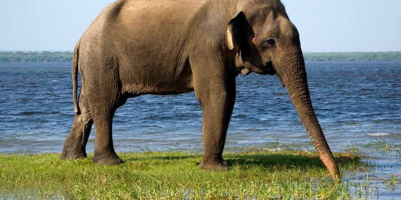 Colombo/Bentota/Kalutara/Ahungalla: Yala Safari Tour - The real appeal of Yala National Park