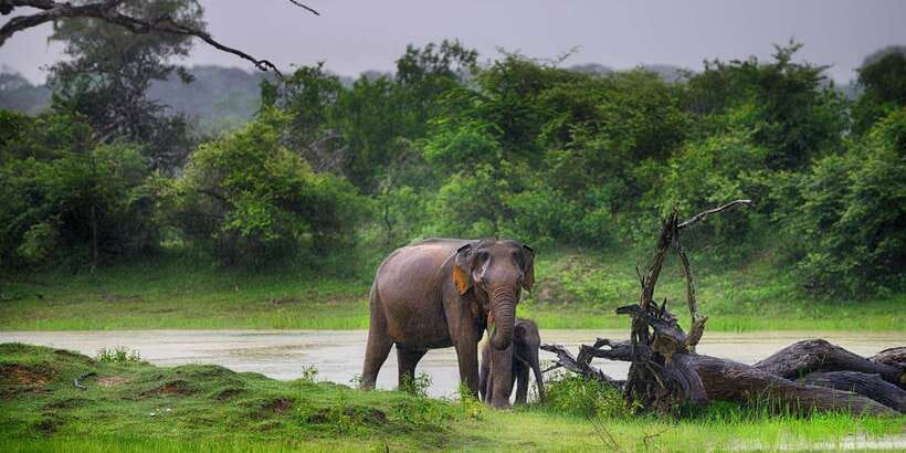 Colombo/Bentota/Kalutara/Ahungalla: Yala Safari Tour - From the coast to the park entrance