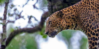 Colombo/Bentota/Kalutara/Ahungalla: Yala Safari Tour