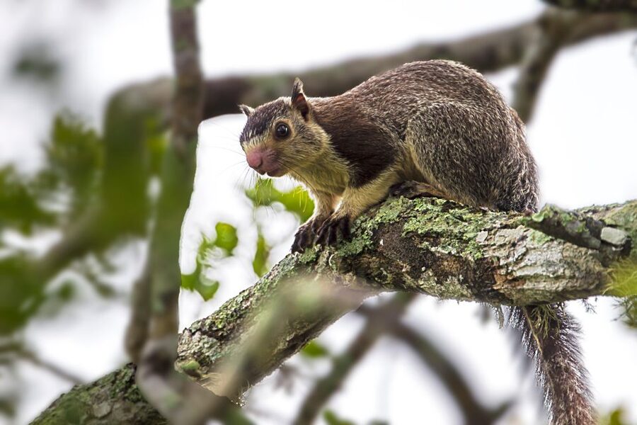 Colombo/Bentota/Kalutara/Ahungalla: Yala Safari Tour - The hardest part: the long return journey