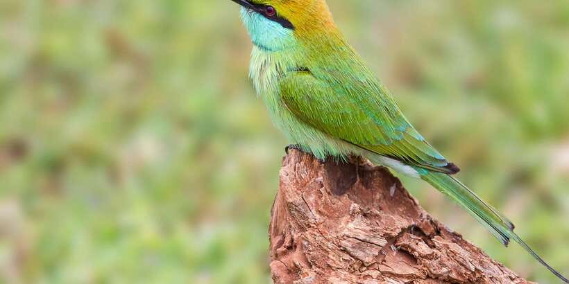 Colombo/Bentota/Kalutara/Ahungalla: Yala Safari Tour - Who will enjoy this safari most