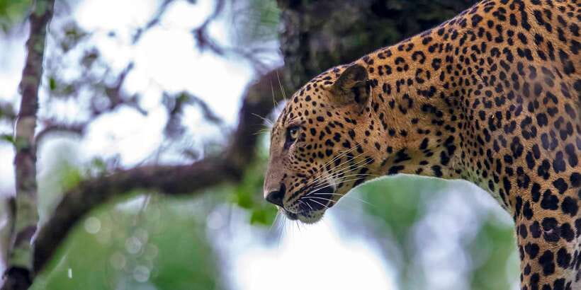 Colombo/Bentota/Kalutara/Ahungalla: Yala Safari Tour - What the hotel pickup means for your day