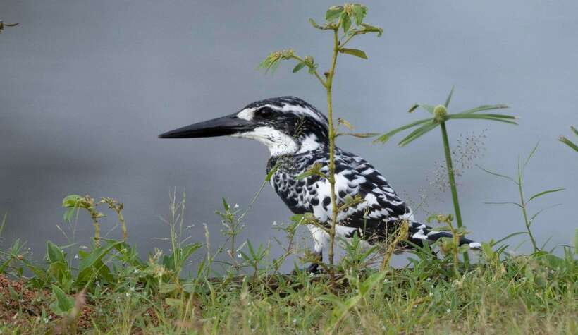Colombo: Bird watching around Colombo-Guided Tour - 06 hours - Why Colombo is a useful birdwatching base